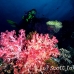 coral_soft_pc_h_0705_png1955.jpg